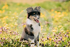 Young Happy Smiling Shetland Sheepdog Sheltie Puppy Playing Outdoor