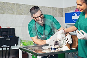 Happy veterinarians examining dog in clinic. Dog at the vet clinic. photo