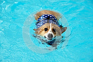 Young happy welsh corgi dog swimming in the pool with blue life jacket in summer.Corgi puppies swim happily during the summer photo