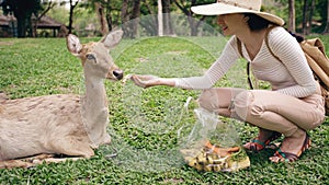 Young happy woman feeding little deer in zoo during travel in national park