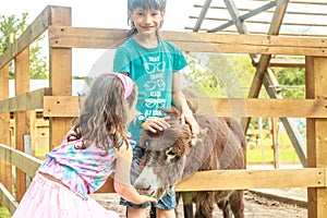 Young happy young girl and boy feeding donkey