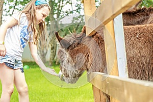 Young happy young girl feeding donkey on farm