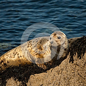 A young harbor seal lying on a rock