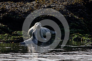 Young Harbour Seal reaches up to nuzzle its mother while both on rocks at low tide in the morning