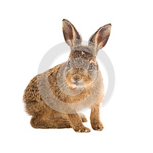 Young hare 3 weeks old isolated