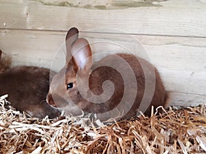 Young, hare colored, Satin Rabbit on fresh straw