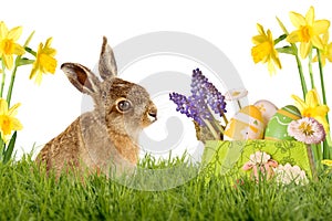 Young Hare, Easter bunny sitting on green meadow