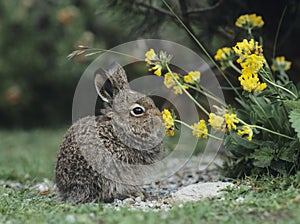 Young hare eating yellow clover