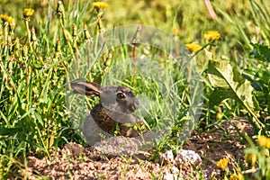 Young hare eats grass and dandelion leafs