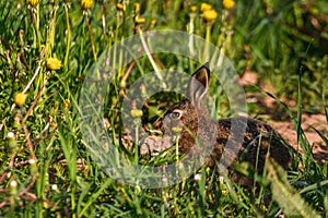 Young hare eats grass and dandelion leafs