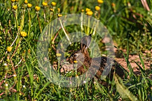 Young hare eats grass and dandelion leafs