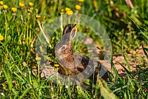 Young hare eats grass and dandelion leafs