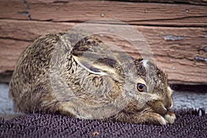 The young hare is lying down