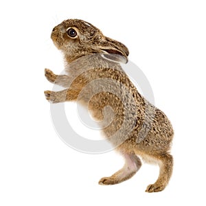 Young hare 3 weeks old isolated
