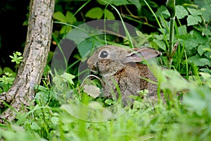 A young hare in wood