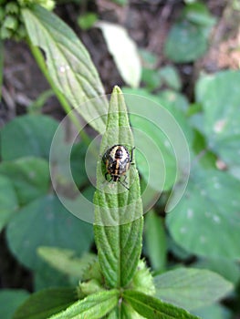 Harlequin Bug
