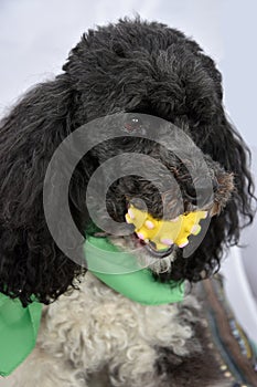 Young harlequin poodle with toy in his snout
