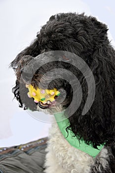 Young harlequin poodle with toy in his snout