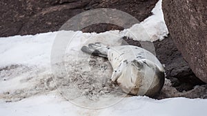 Young harp seal on pack ice and coastal rocks