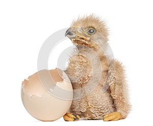 Young Harris`s Hawk next to the egg from which he hatched out