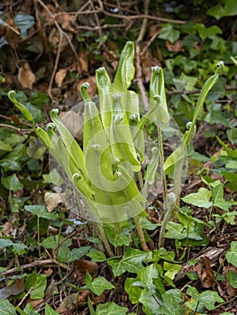 Young Hart`s tongue fern unfurling in nature. Asplenium scolopendrium.