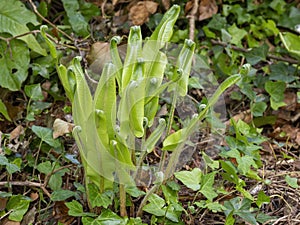 Young Hart`s tongue fern unfurling in nature. Asplenium scolopendrium.