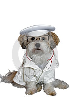 Young havanese dressed up like a vet on white background