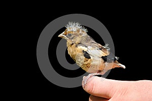 Young Hawfinch bird