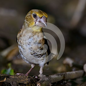 A young hawfinch Coccothraustes coccothraustes