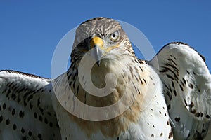 Young Hawk