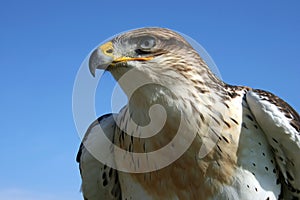 Young Hawk