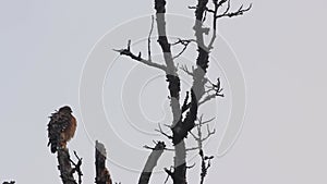 Young Hawk Sitting in old Tree at Sunrise