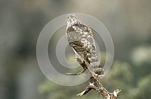 Young hawk watches from his landlord