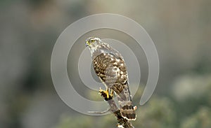 Young hawk photo