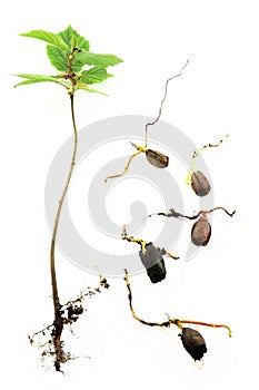 Young hazelnut tree and roots