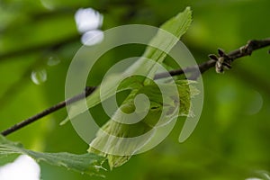 Young hazelnuts, green nuts, on a tree branch