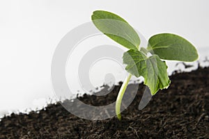 Young and healthy cucumber sprout seedling stands in plastic pots. Cultivation of cucumbers in greenhouse. Cucumber