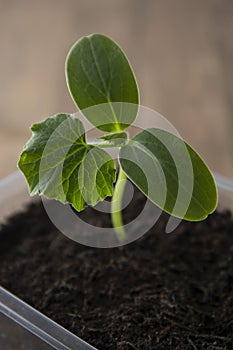 Young and healthy cucumber sprout seedling stands in plastic pots. Cultivation of cucumbers in greenhouse. Cucumber seedlings.