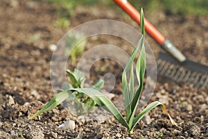 Young healthy garlic (Allium sativum) plant.