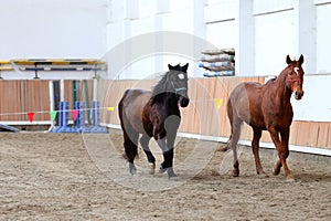 Young healthy horse running free in the riding hall