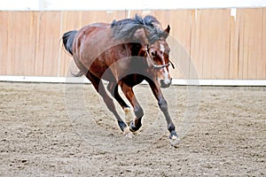 Young healthy horse running free in the riding hall