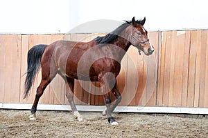 Young healthy horse running free in the riding hall