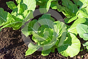 Young and healthy organic Chinese cabbage cold crop growing at home garden