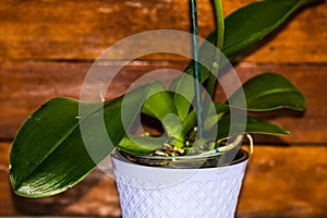 Young and healthy roots and leaves of phalaenopsis orchid in flower pot. Transplanting plants, home gardening, plant care concept