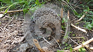 Young hedgehog