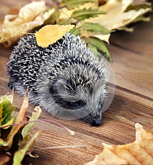 Young hedgehog in autumn leaves