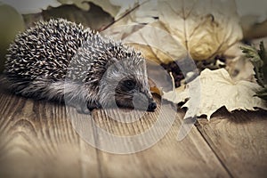 Young hedgehog in autumn leaves