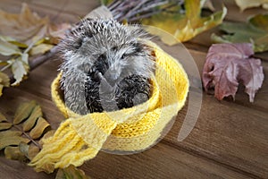 Young hedgehog in autumn leaves