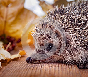 Young hedgehog in autumn leaves on the wooden floor