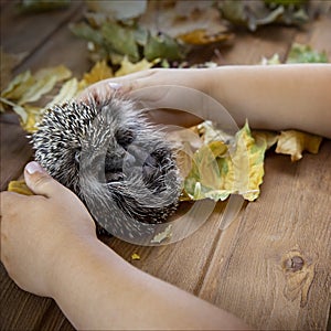 Young hedgehog and boy in autumn leaves